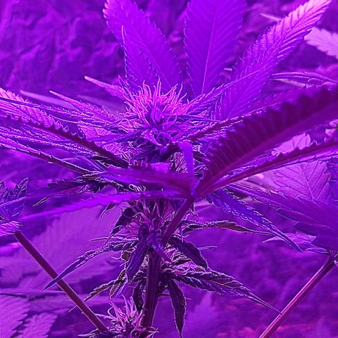 Ak47 growlog timeline photo