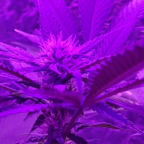 Ak47 growlog timeline photo