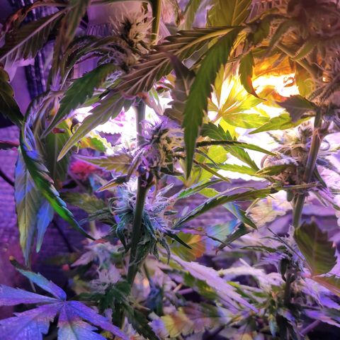 PC growlog timeline photo
