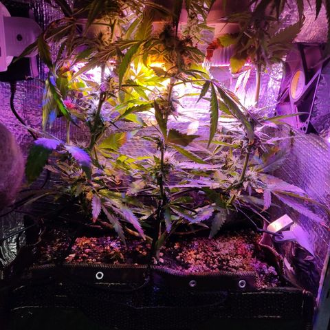 PC growlog timeline photo