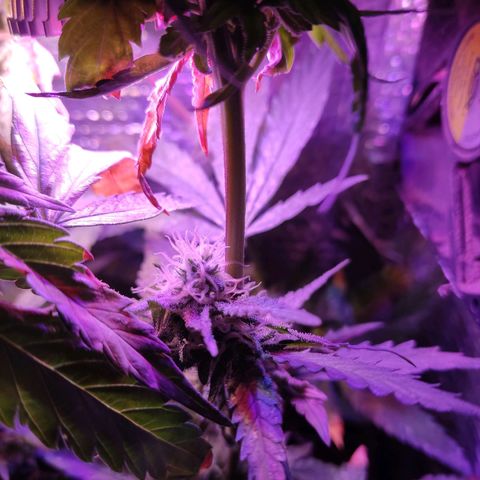 PC growlog timeline photo