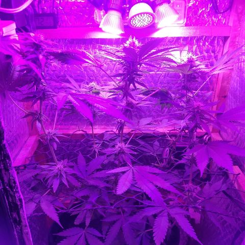 Ak47 growlog timeline photo