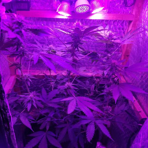 Ak47 growlog timeline photo