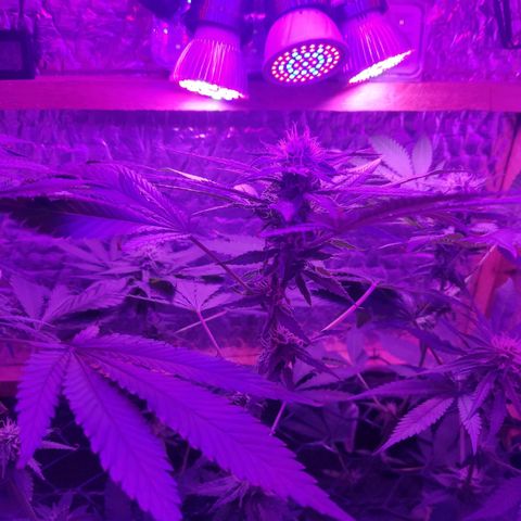 Ak47 growlog timeline photo