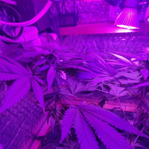 Ak47 growlog timeline photo