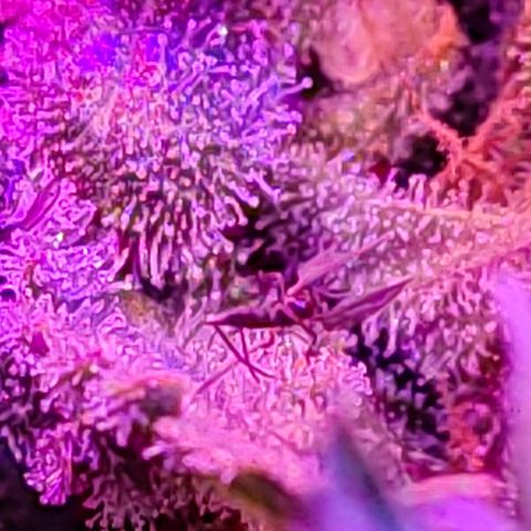 PC growlog timeline photo