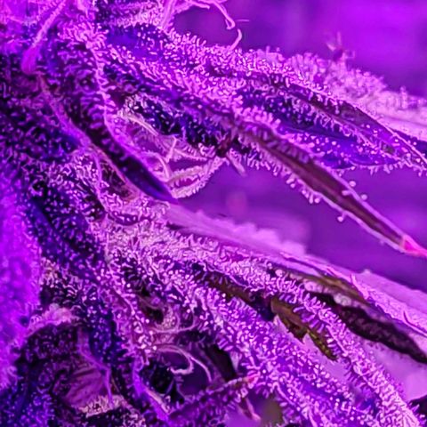 Ak47 growlog timeline photo
