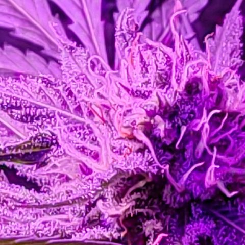 Ak47 growlog timeline photo