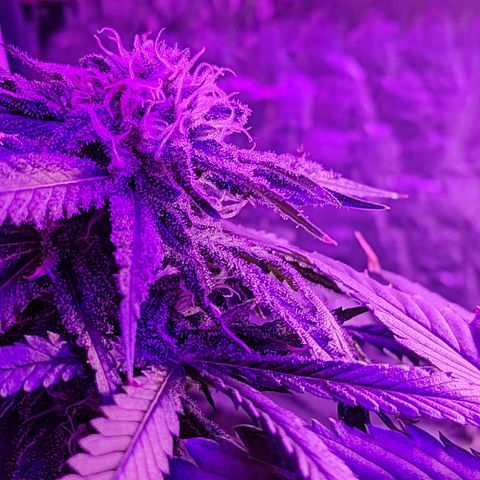 Ak47 growlog timeline photo