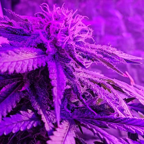 Ak47 growlog timeline photo