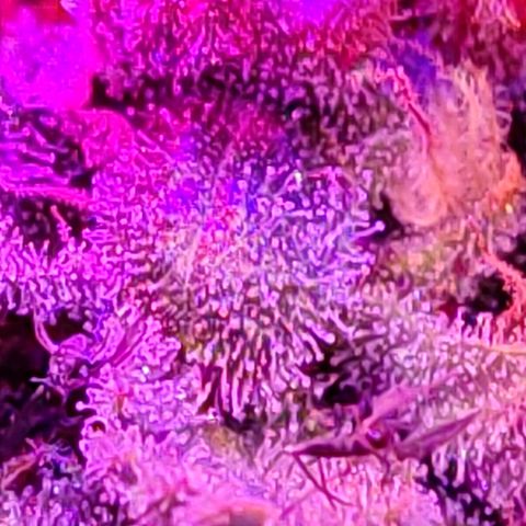 PC growlog timeline photo
