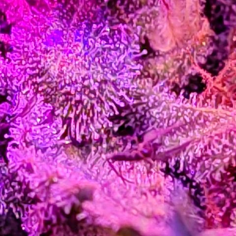 PC growlog timeline photo