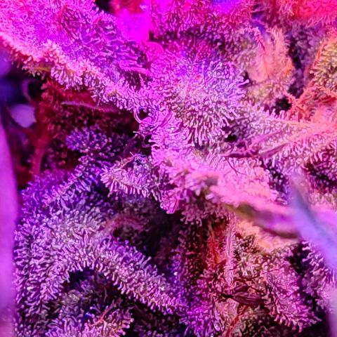 PC growlog timeline photo
