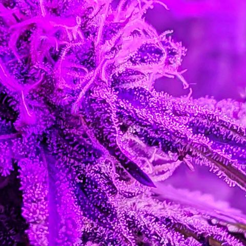 Ak47 growlog timeline photo