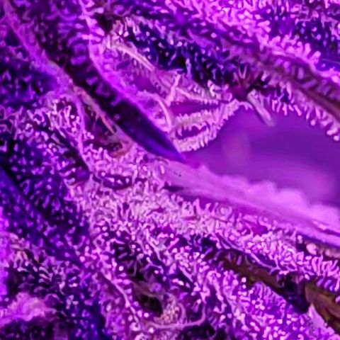 Ak47 growlog timeline photo