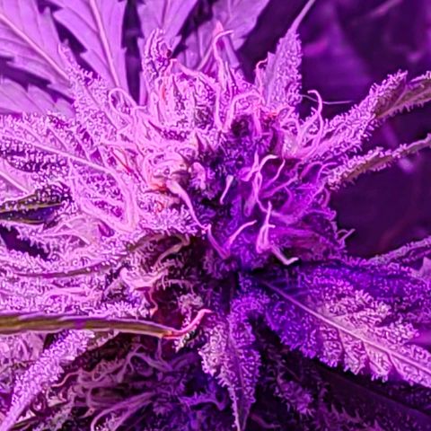Ak47 growlog timeline photo