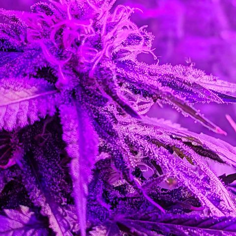 Ak47 growlog timeline photo