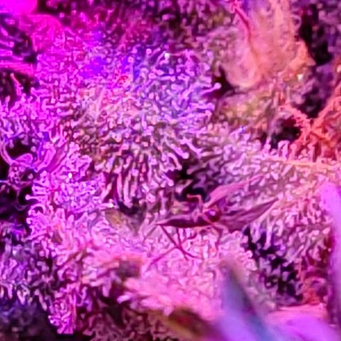 PC growlog timeline photo