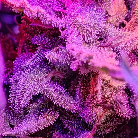 PC growlog timeline photo