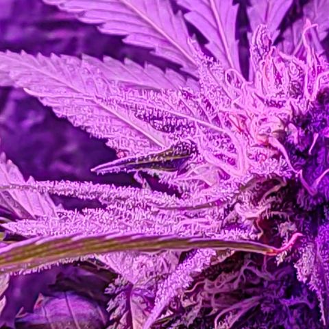 Ak47 growlog timeline photo