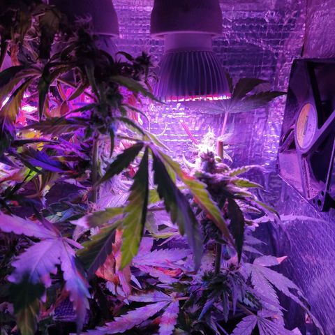 PC growlog photo: Colheita parcial de dois top Buds que estavam acima da luz 