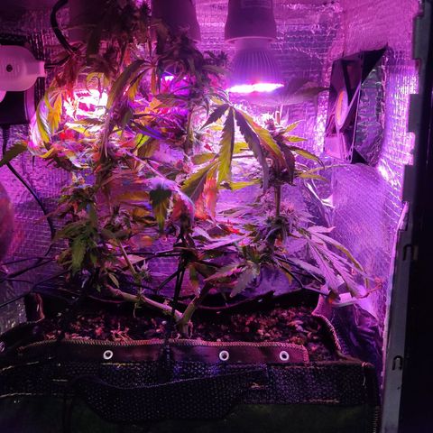 PC growlog photo: Colheita parcial de dois top Buds que estavam acima da luz 