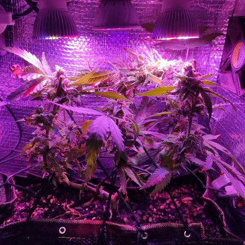 PC growlog photo: Segunda colheita parcial 