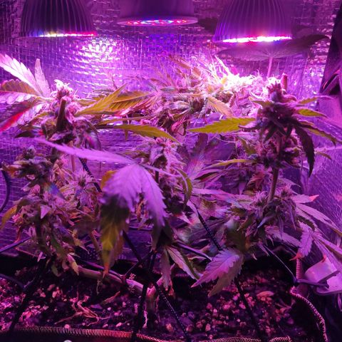PC growlog photo: Segunda colheita parcial 