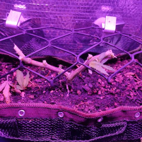 PC growlog timeline photo