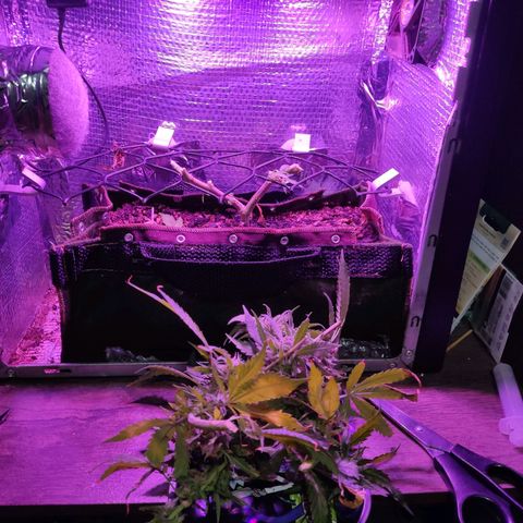 PC growlog timeline photo