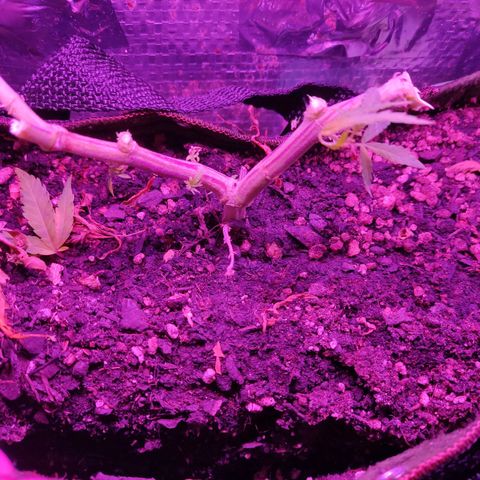 PC growlog timeline photo