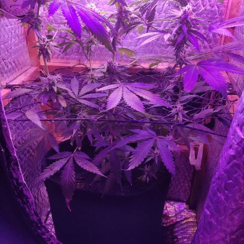 Ak47 growlog timeline photo