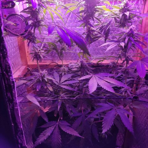 Ak47 growlog timeline photo