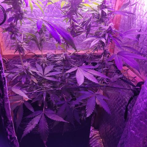Ak47 growlog timeline photo