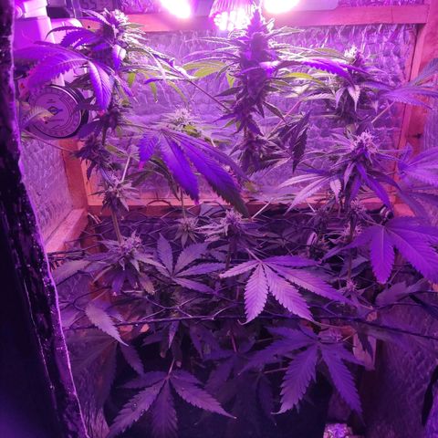 Ak47 growlog timeline photo