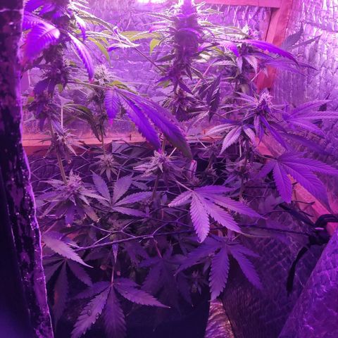Ak47 growlog timeline photo