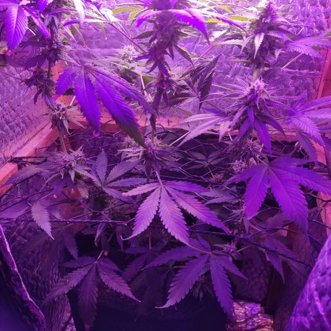 Ak47 growlog timeline photo