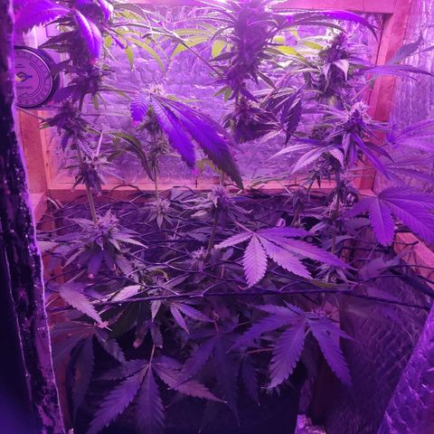 Ak47 growlog timeline photo