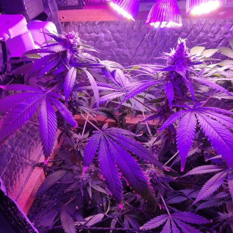 Ak47 growlog timeline photo