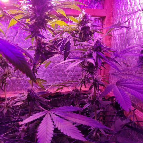 Ak47 growlog timeline photo