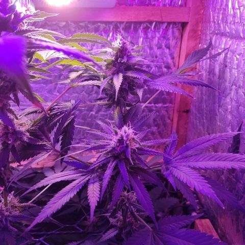 Ak47 growlog timeline photo