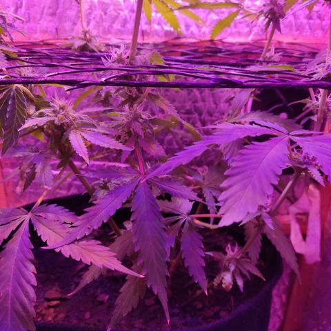 Ak47 growlog timeline photo