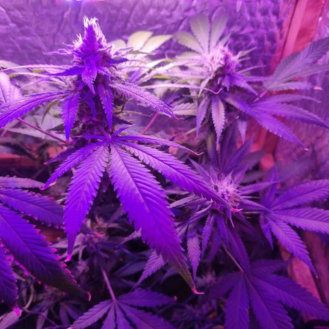 Ak47 growlog timeline photo