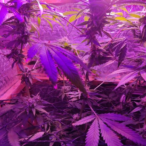 Ak47 growlog timeline photo
