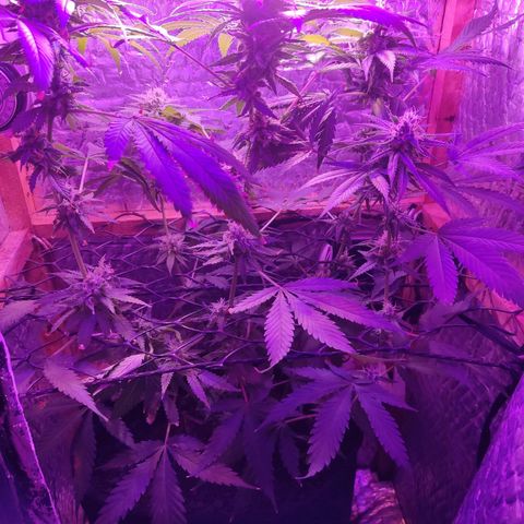 Ak47 growlog timeline photo