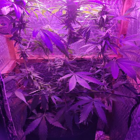 Ak47 growlog timeline photo