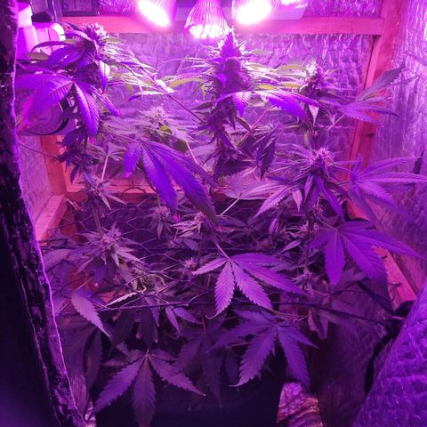 Ak47 growlog timeline photo