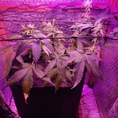 Ak47 growlog photo: Colheita parcial de top buds