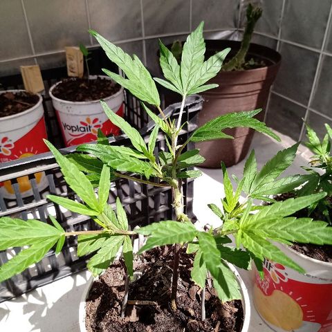 MNG Esqueje (3ra Gen) #1 growlog timeline photo