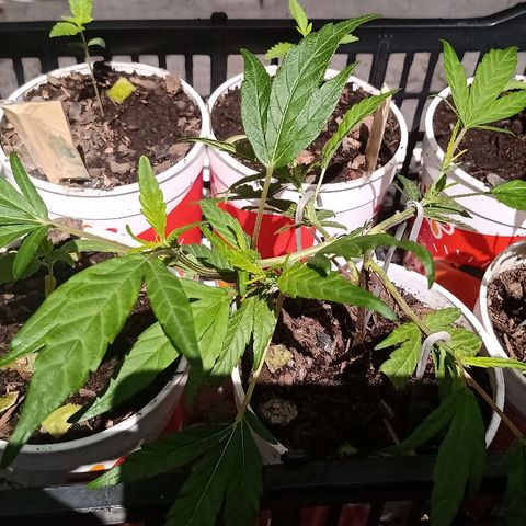 MNG Esqueje (3ra Gen) #1 growlog timeline photo